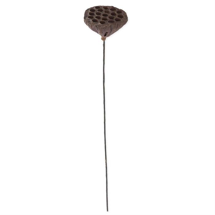 K&K Interiors - 21" Brown Lotus Seedpod