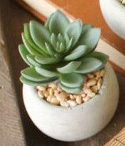 Kalalou - Small Succulents with Rounf Cement Pot (8 Assorted Styles)