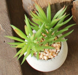 Kalalou - Small Succulents with Rounf Cement Pot (8 Assorted Styles)