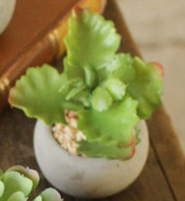 Kalalou - Small Succulents with Rounf Cement Pot (8 Assorted Styles)