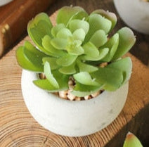 Kalalou - Small Succulents with Rounf Cement Pot (8 Assorted Styles)