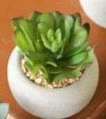 Kalalou - Small Succulents with Rounf Cement Pot (8 Assorted Styles)