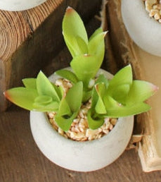 Kalalou - Small Succulents with Rounf Cement Pot (8 Assorted Styles)