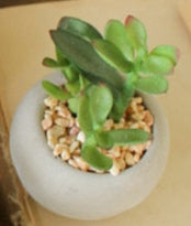 Kalalou - Small Succulents with Rounf Cement Pot (8 Assorted Styles)