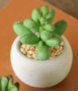 Kalalou - Small Succulents with Rounf Cement Pot (8 Assorted Styles)