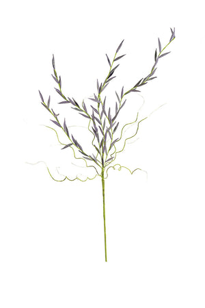Kalalou - Botanica - Lavender