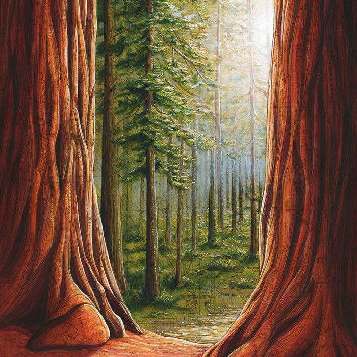 Final Switchback by Katie Jeanne Reim-  Redwood National Park Fine Art Matted Print